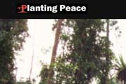 Planting Peace